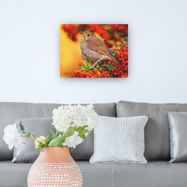 Impressão Em Tela Hermit Thrush Songbird no espinho-de-espinho (Stunning Hermit Thrush Songbird in the Pyracantha Canvas Wrap Cover Photo.)