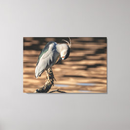 Impressão Em Tela Heron Noturno de coroação negra
