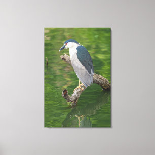 Impressão Em Tela Heron Noturno de coroação negra