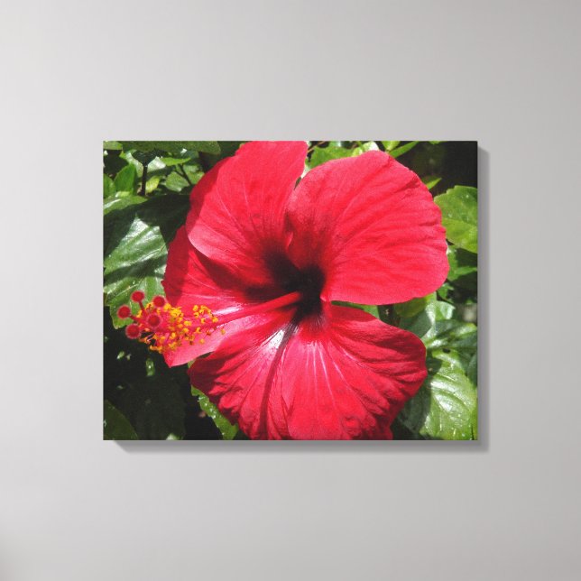 Impressão Em Tela Hibiscus em weinrot (Frente)