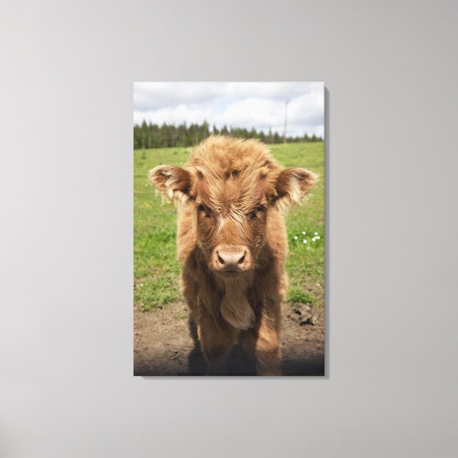 Impressão Em Tela Highland Cattle, perto de Dufftown, (Frente)