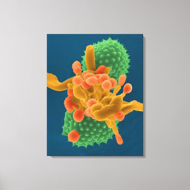 Impressão Em Tela Hípia/esporos de mofo pulverulento (Frente)