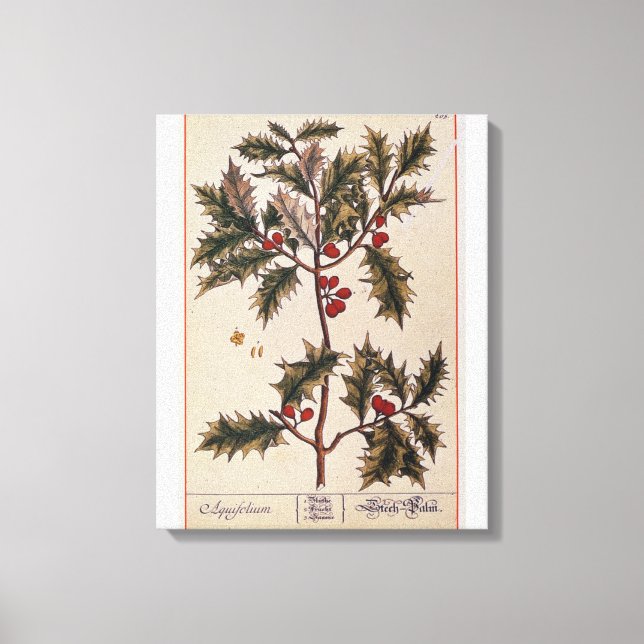 Impressão Em Tela Holly de 'A Curiosa Herbal', 1782 (Frente)