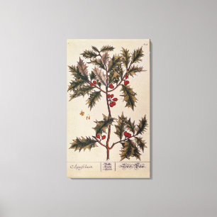 Impressão Em Tela Holly de 'A Curiosa Herbal', 1782