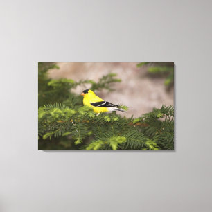 Impressão Em Tela Homem Goldfinch americano numa árvore