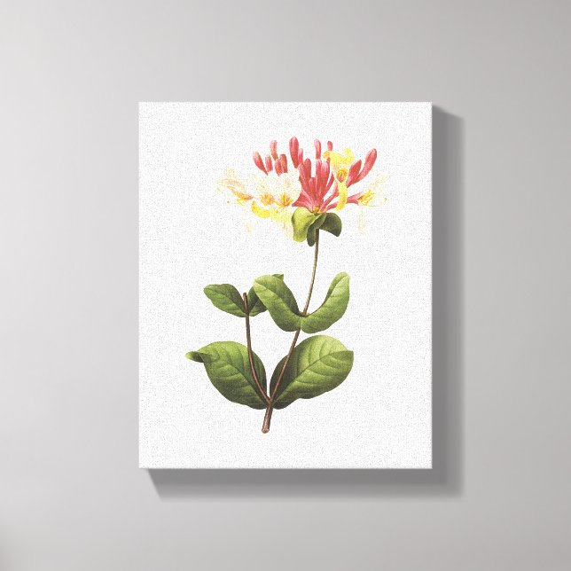 Impressão Em Tela honeysuckle (Lonicera sp.) por Redouté (Frente)