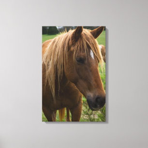 Impressão Em Tela Horse Hello