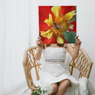 Impressão Em Tela Hover Fly sobre Collarette Dahlia Fotográfica