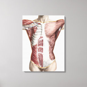 Impressão Em Tela humanidade Anatomia masculina abstrato arte origin