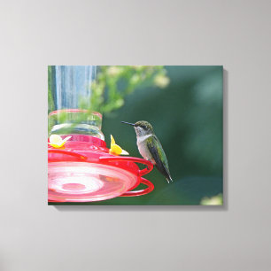 Impressão Em Tela Hummingbird
