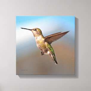 Impressão Em Tela Hummingbird