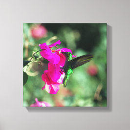 Impressão Em Tela Hummingbird Caribe Trocado Verde em Bougainvillea