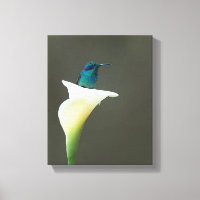 Hummingbird Sentado em uma Calla Lilly