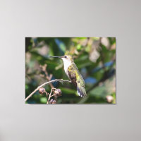 Hummingbird Trocado por Ruby