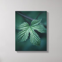 Humulus Leaf Nature Foto