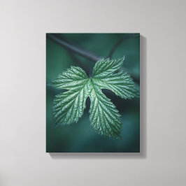 Impressão Em Tela Humulus Leaf Nature Foto