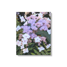 Hydrangea Aspera Floral