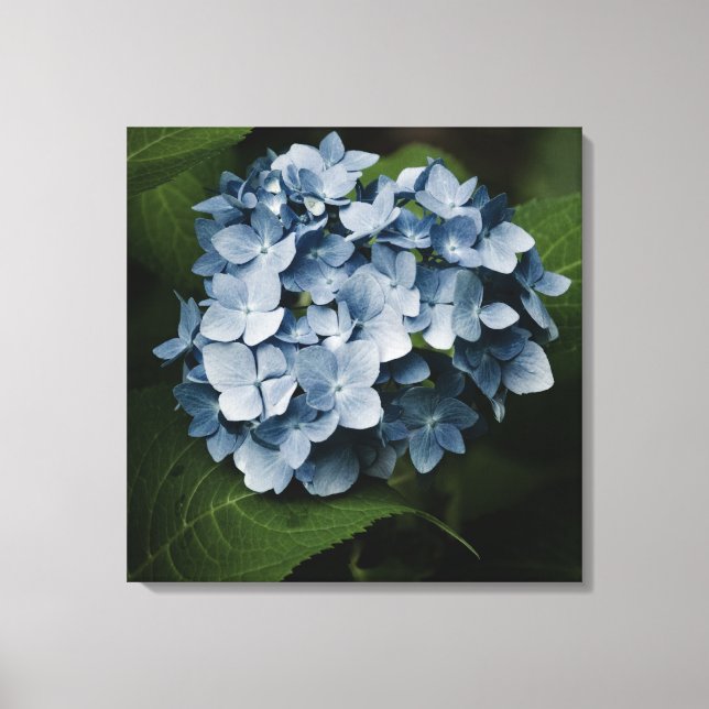 Impressão Em Tela Hydrangea Azul 8515 Tela Enrolada (Frente)