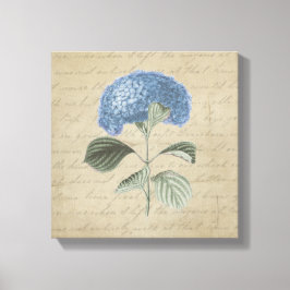 Impressão Em Tela Hydrangea Azul na Caligrafia Vintage