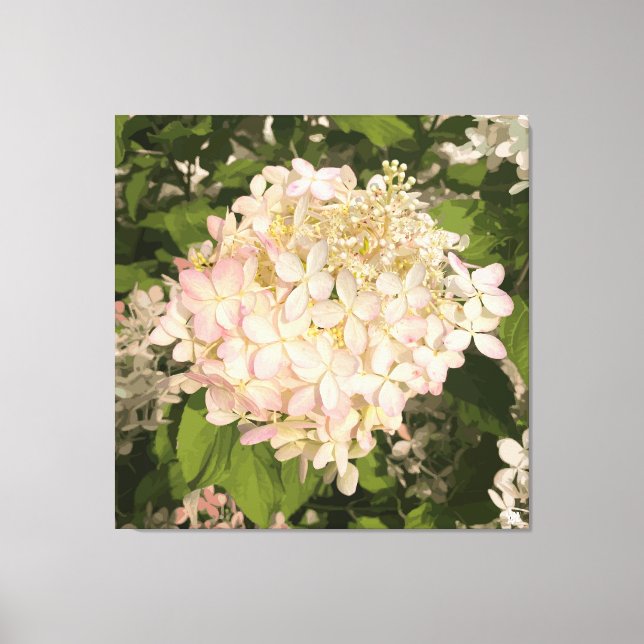 Impressão Em Tela Hydrangea - Blush - Impressão de Tela (Frente)