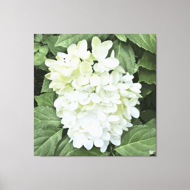 Impressão Em Tela Hydrangea - Branco - Impressão de Tela (Frente)