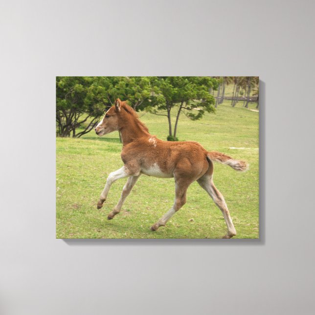 Impressão Em Tela Ilha páscoa Rapa Nui (Frente)