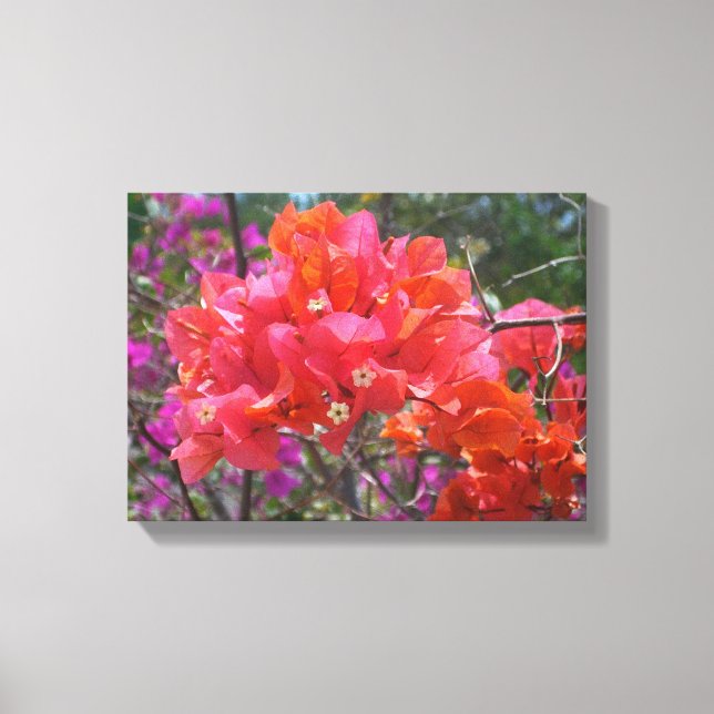 Impressão Em Tela Ilha Tropical Rosa Bougainvillea Floral (Frente)