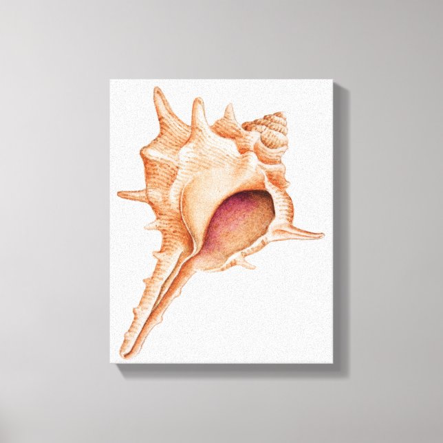 Impressão Em Tela Ilustração da casca de Murex (Frente)