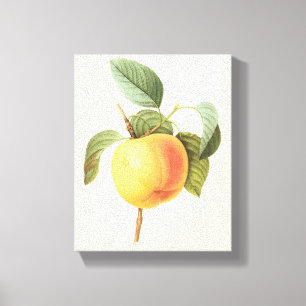 Impressão Em Tela Ilustração de comida de fruta antiga, maçã Calvill