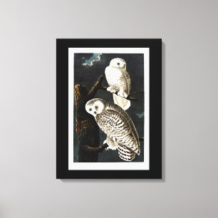 Impressão Em Tela Ilustração de Snowy Owl por Audubon