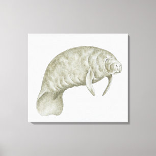 Impressão Em Tela Ilustração de um peixe-boi (sp de Trichechus.)