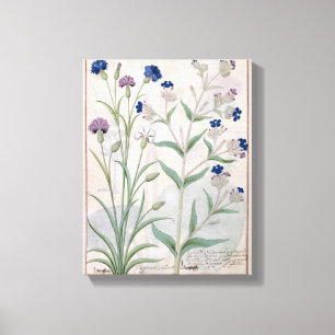 Impressão Em Tela Ilustração do "livro das medicinas simples" 3
