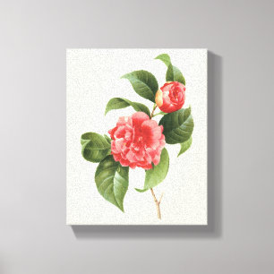Impressão Em Tela Ilustração Floral Antiga, Flores de Camélia Rosa p