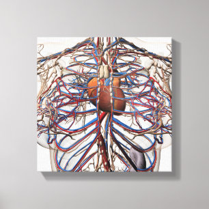 Impressão Em Tela Ilustração médica de artérias fêmeas do peito