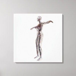 Impressão Em Tela Ilustração Médica De Artérias Femininas, Veias