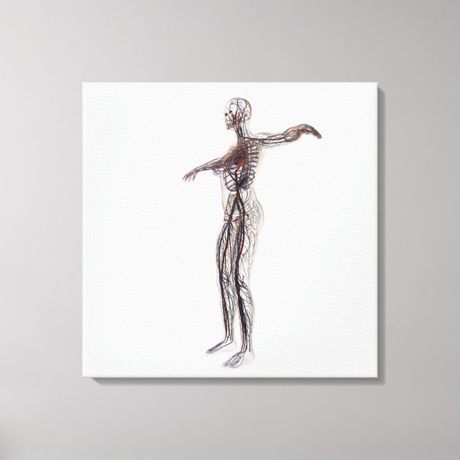 Impressão Em Tela Ilustração Médica De Artérias Femininas, Veias (Frente)