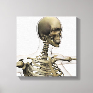 Impressão Em Tela Ilustração Médica Do Crânio De Uma Mulher E