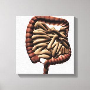 Impressão Em Tela Ilustração médica do grande intestino