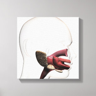 Impressão Em Tela Ilustração médica do ser humano digestivo