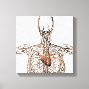 Impressão Em Tela Ilustração médica do sistema linfático fêmea