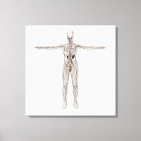 Ilustração Médica Do Sistema Linfático Masculino