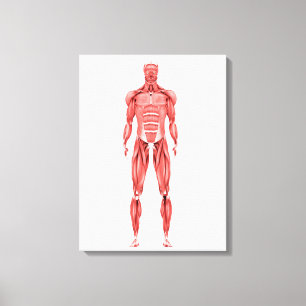 Impressão Em Tela Ilustração médica do sistema muscular masculino