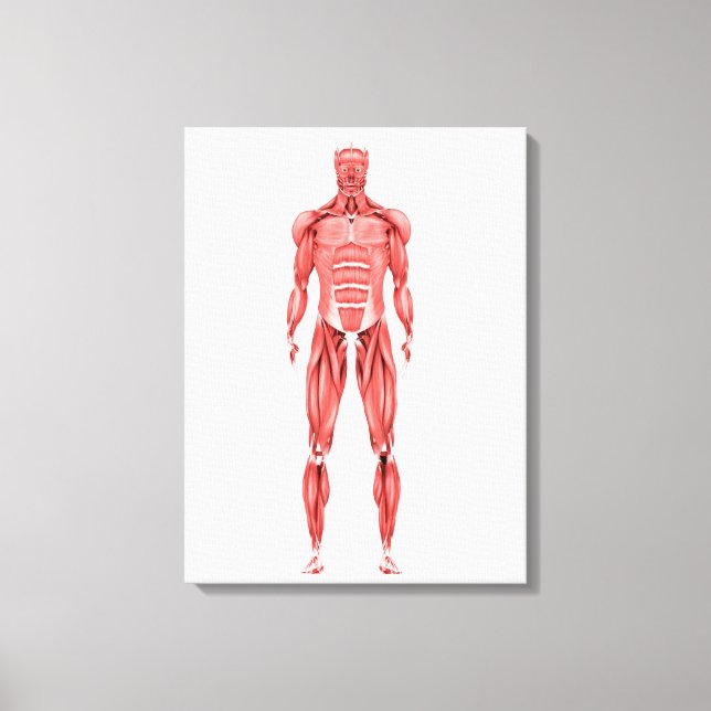 Impressão Em Tela Ilustração Médica Do Sistema Muscular Masculino 2 (Frente)