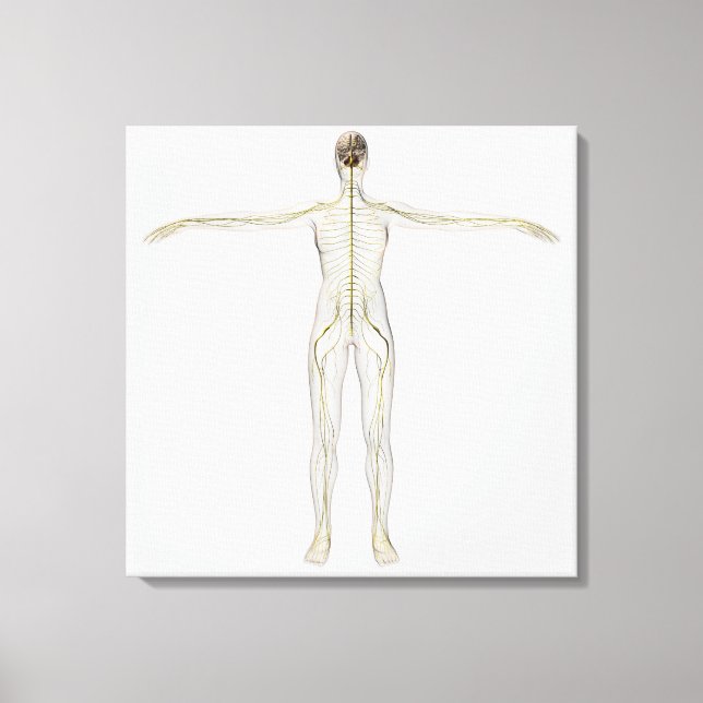 Impressão Em Tela Ilustração Médica Do Sistema Nervoso Humano (Frente)