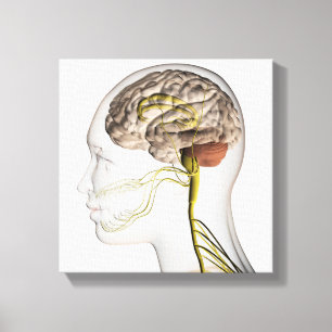 Impressão Em Tela Ilustração Médica Do Sistema Nervoso Humano 1