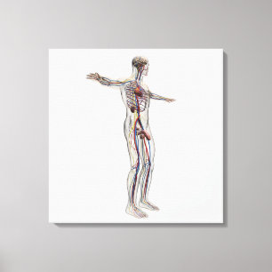 Impressão Em Tela Ilustração médica: Sistema reprodutivo masculin