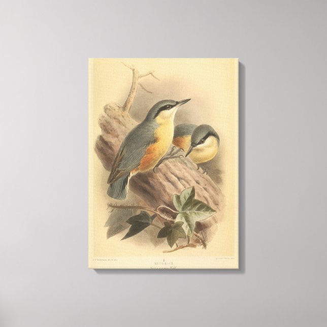 Impressão Em Tela Ilustração Vintage de Nuthatch (Frente)
