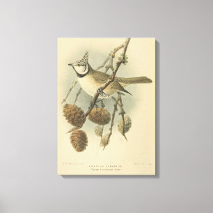 Impressão Em Tela Ilustração Vintage do Tit Crestado Europeu