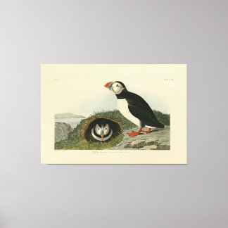 Impressão Em Tela Ilustração Vintage Puffin