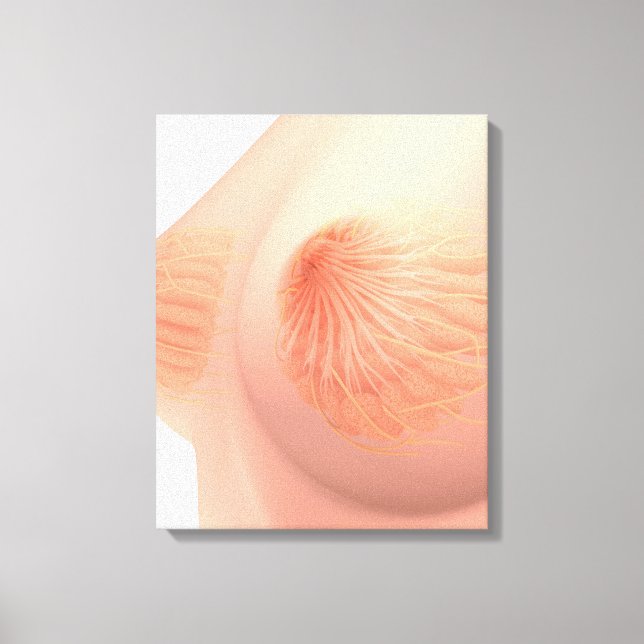 Impressão Em Tela Imagem Conceitual Da Anatomia Da Mama Das Mulheres (Frente)